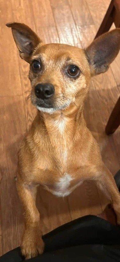 Hugo, ADOPTABLE, Adult Male Dachshund.