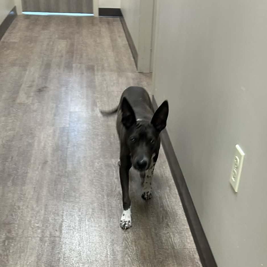 Enlarge TXAC-Stray-19524, a Adoptable Terrier in Portland, TX image 1/2