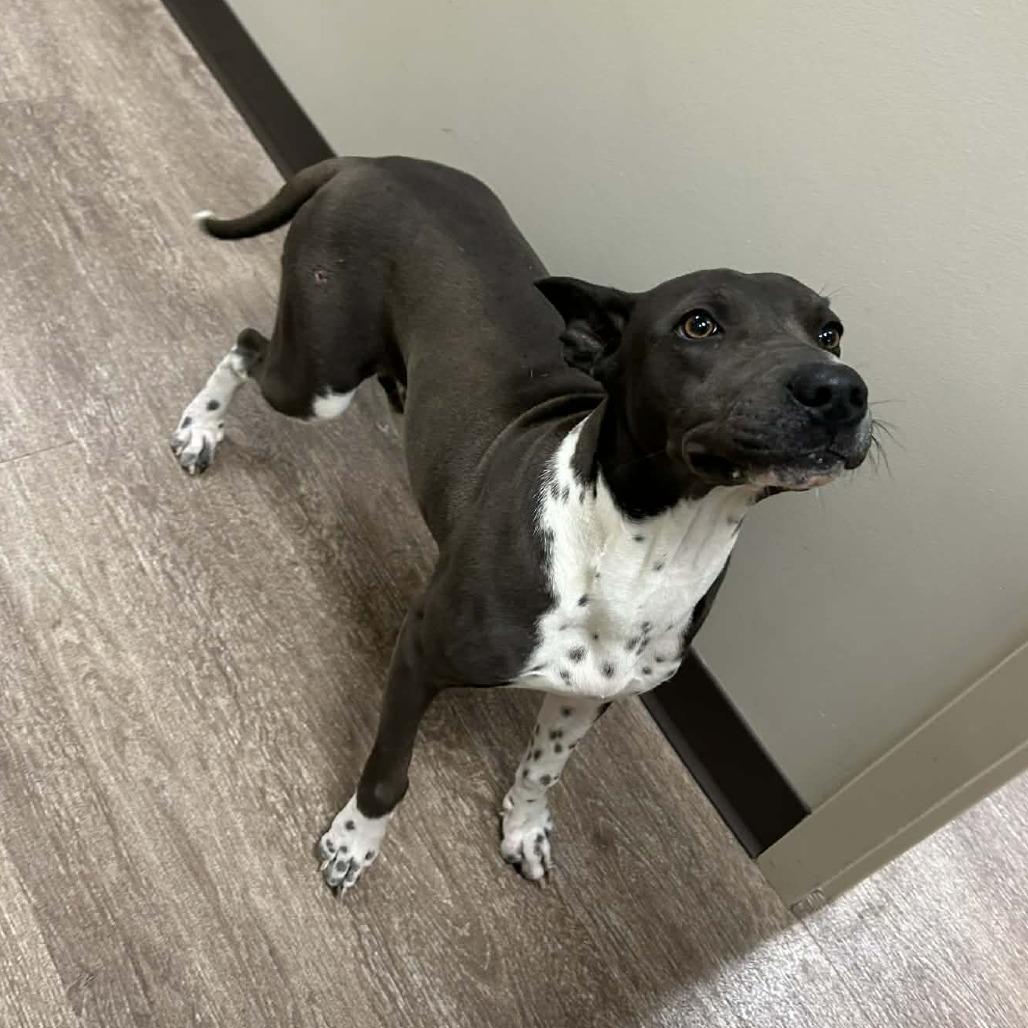 Enlarge TXAC-Stray-19524, a Adoptable Terrier in Portland, TX image 2/2