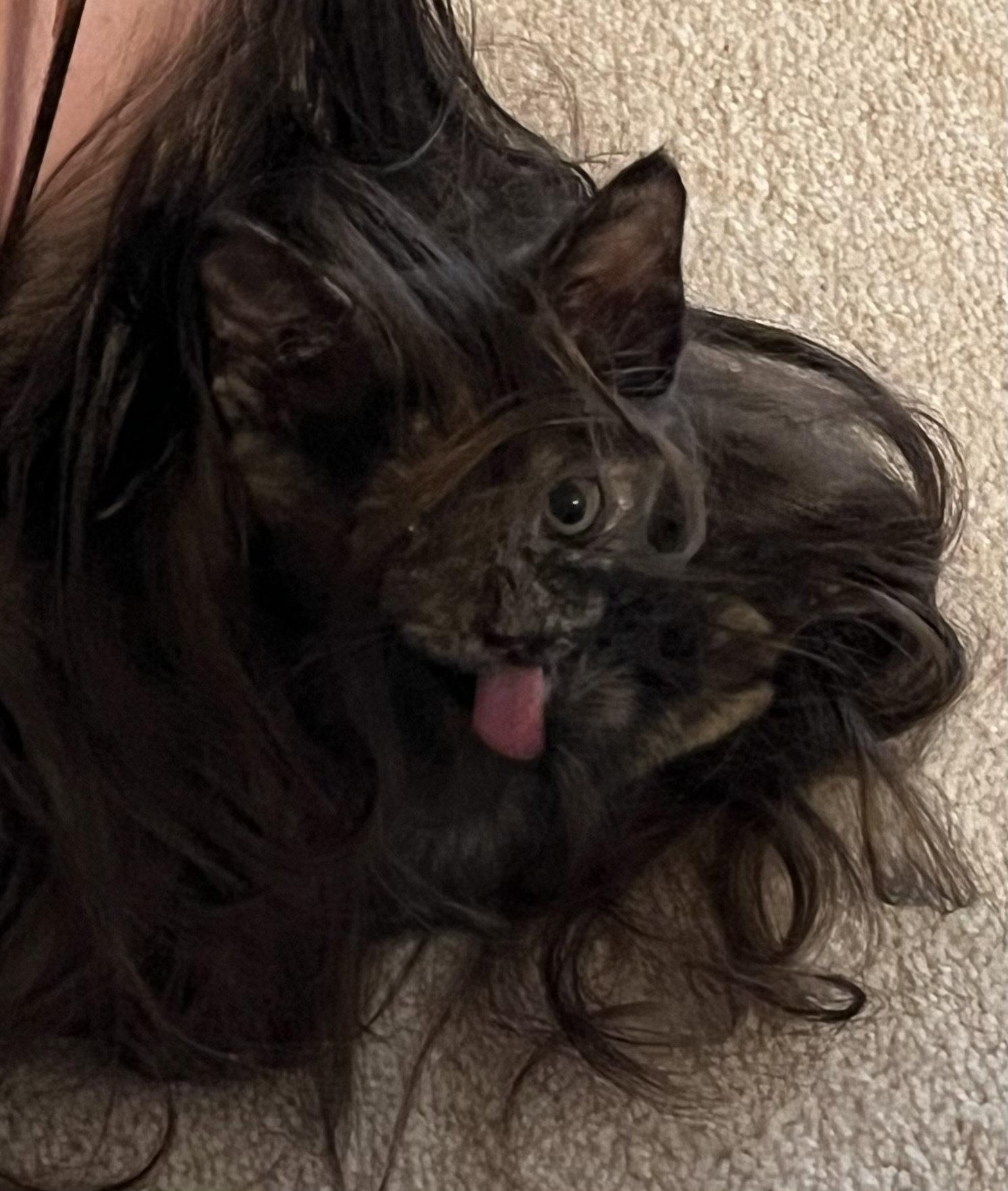 Muffin, Adopted, Young Female Domestic Short Hair.