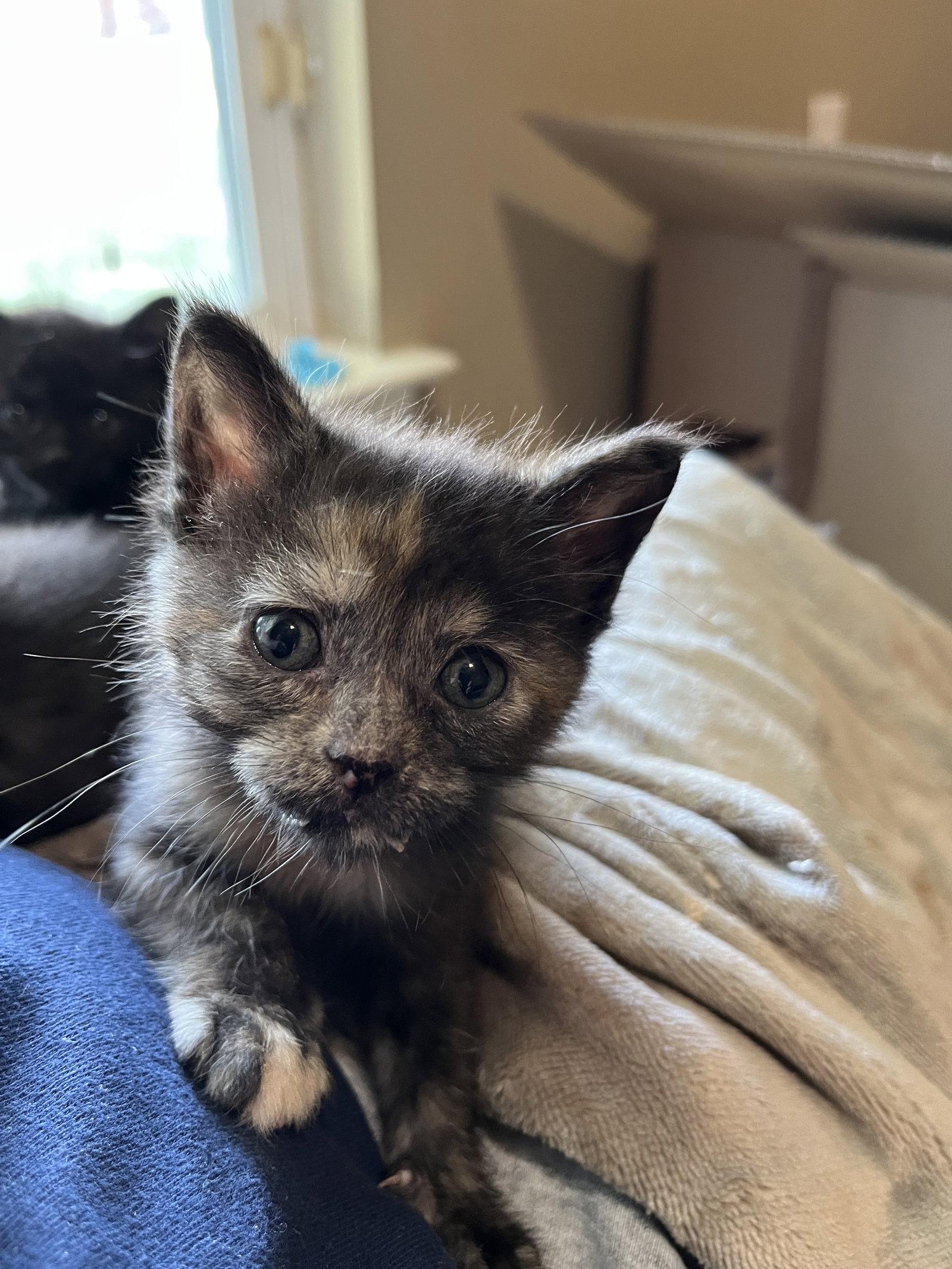 Muffin, a Adopted Domestic Short Hair in Horn Lake, MS image 2/3