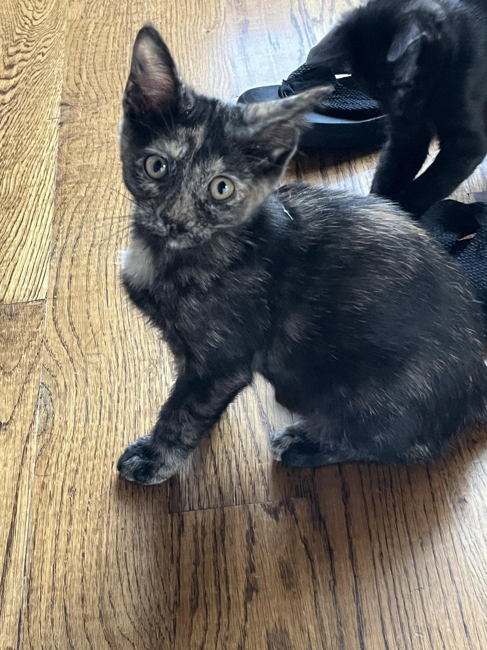 Muffin, a Adopted Domestic Short Hair in Horn Lake, MS image 3/3