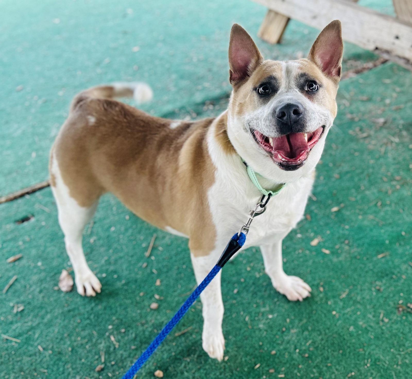 Pickle (Bio ✅), Adoptable, Adult Male Terrier.