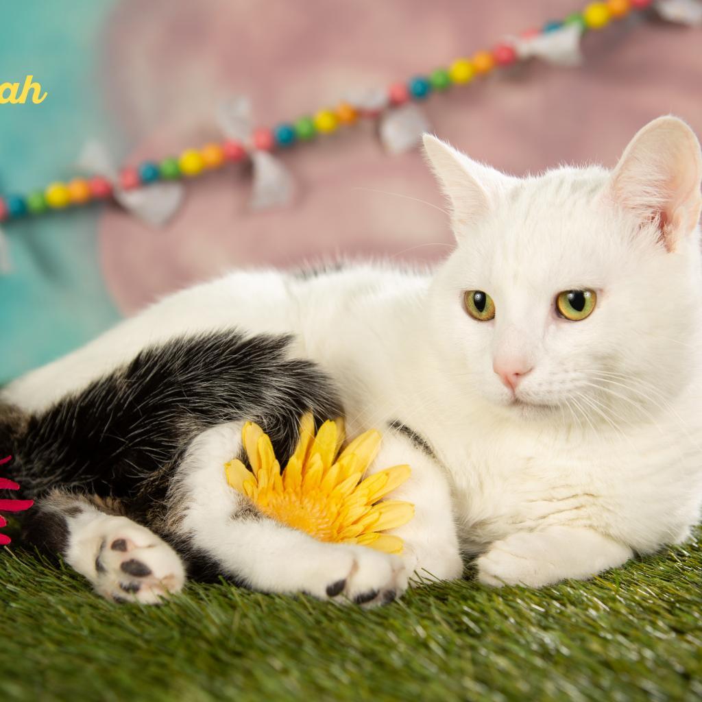 Elijah, Adoptable, Adult Male Domestic Short Hair.