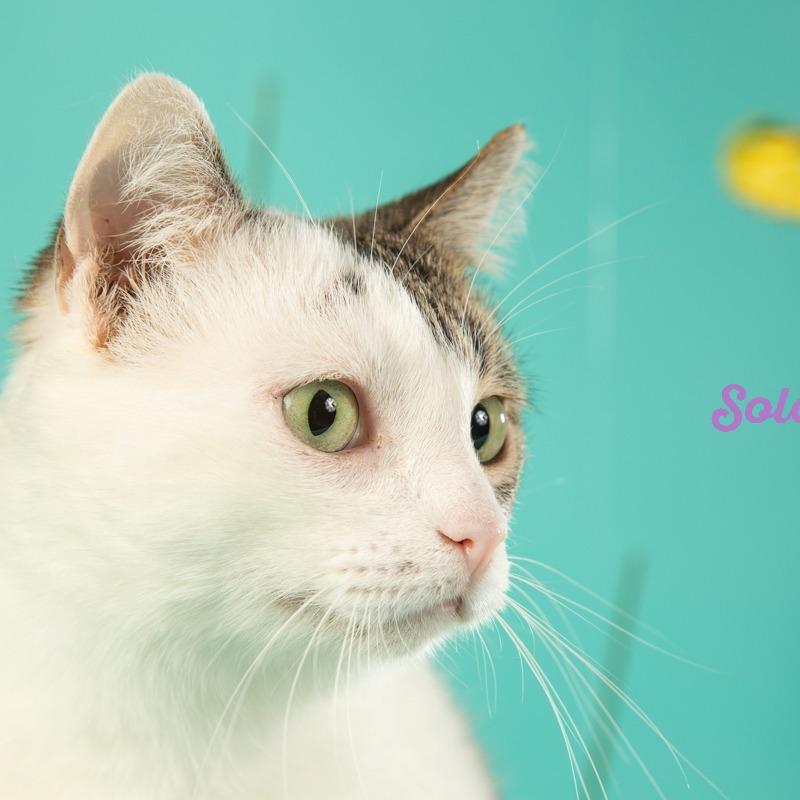 Elijah, a Adoptable Domestic Short Hair in Springfield, MO image 2/6