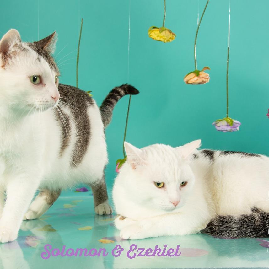 Elijah, a Adoptable Domestic Short Hair in Springfield, MO image 3/6