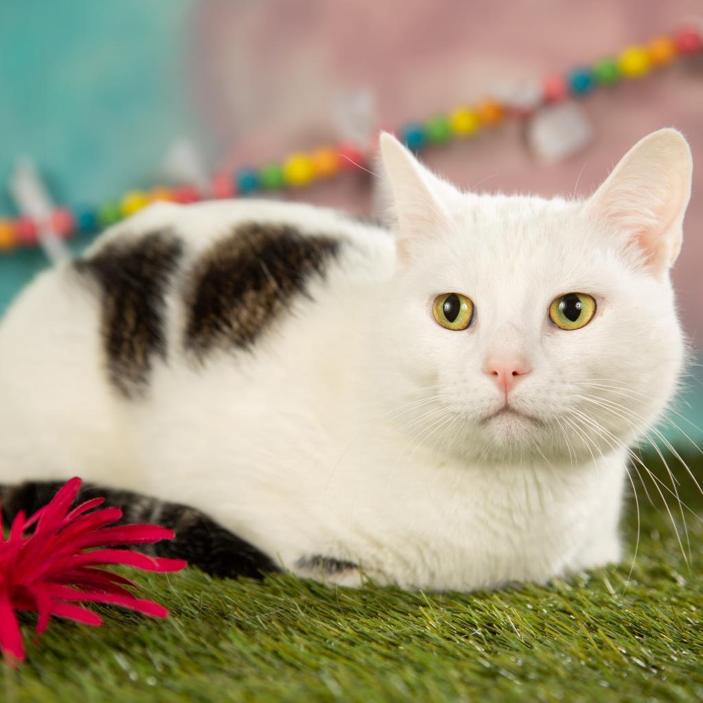 Elijah, a Adoptable Domestic Short Hair in Springfield, MO image 4/6