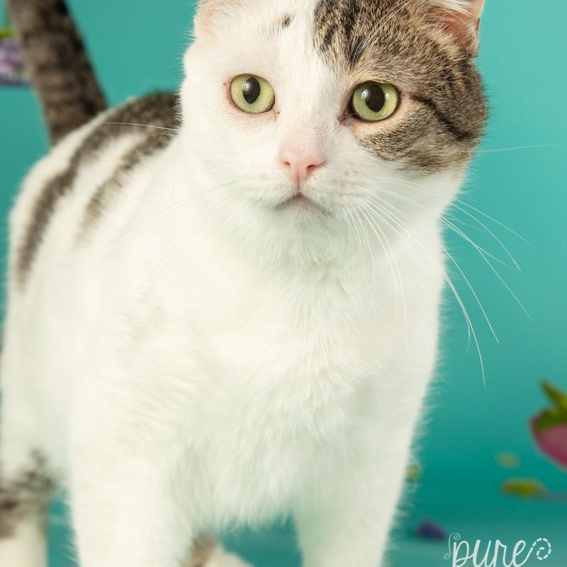 Elijah, a Adoptable Domestic Short Hair in Springfield, MO image 5/6