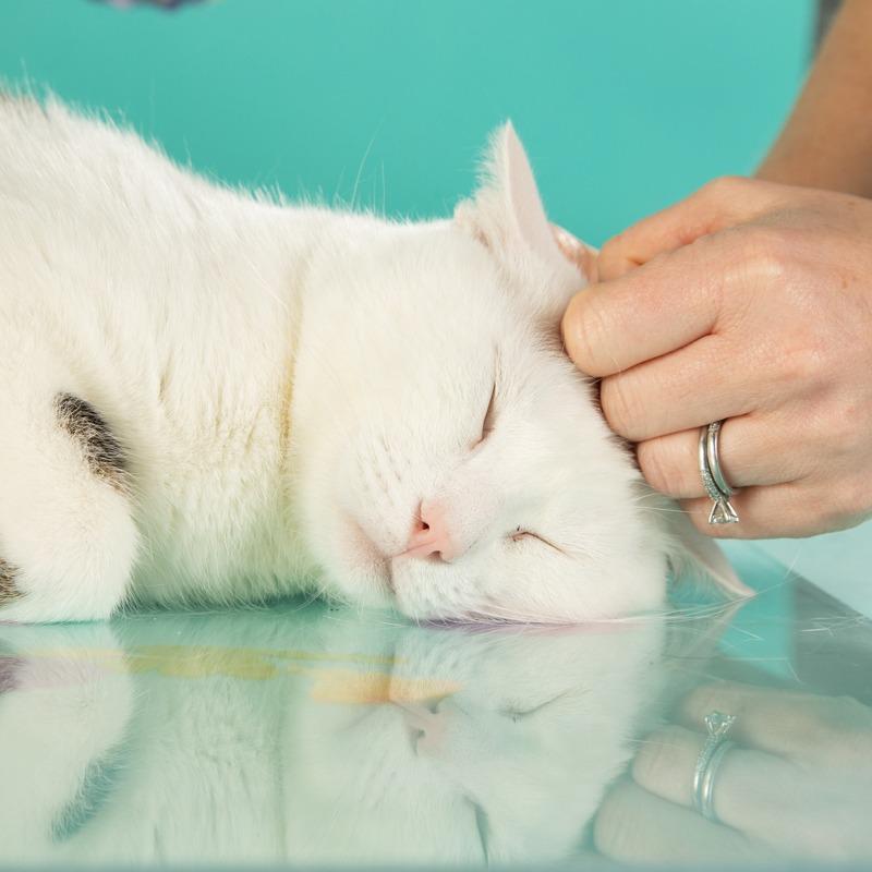 Elijah, a Adoptable Domestic Short Hair in Springfield, MO image 6/6