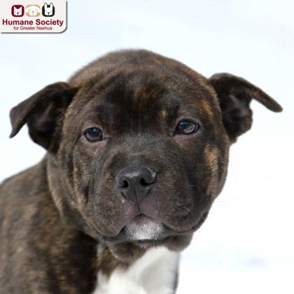 Enlarge Smooshie, a ADOPTABLE mixed breed in Nashua, NH image 2/2