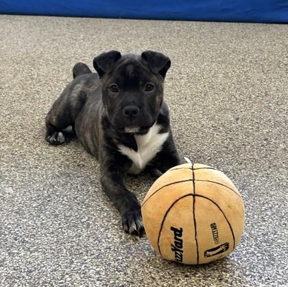 Smooshie, ADOPTABLE, Puppy Female Chow Chow & Shar-Pei.