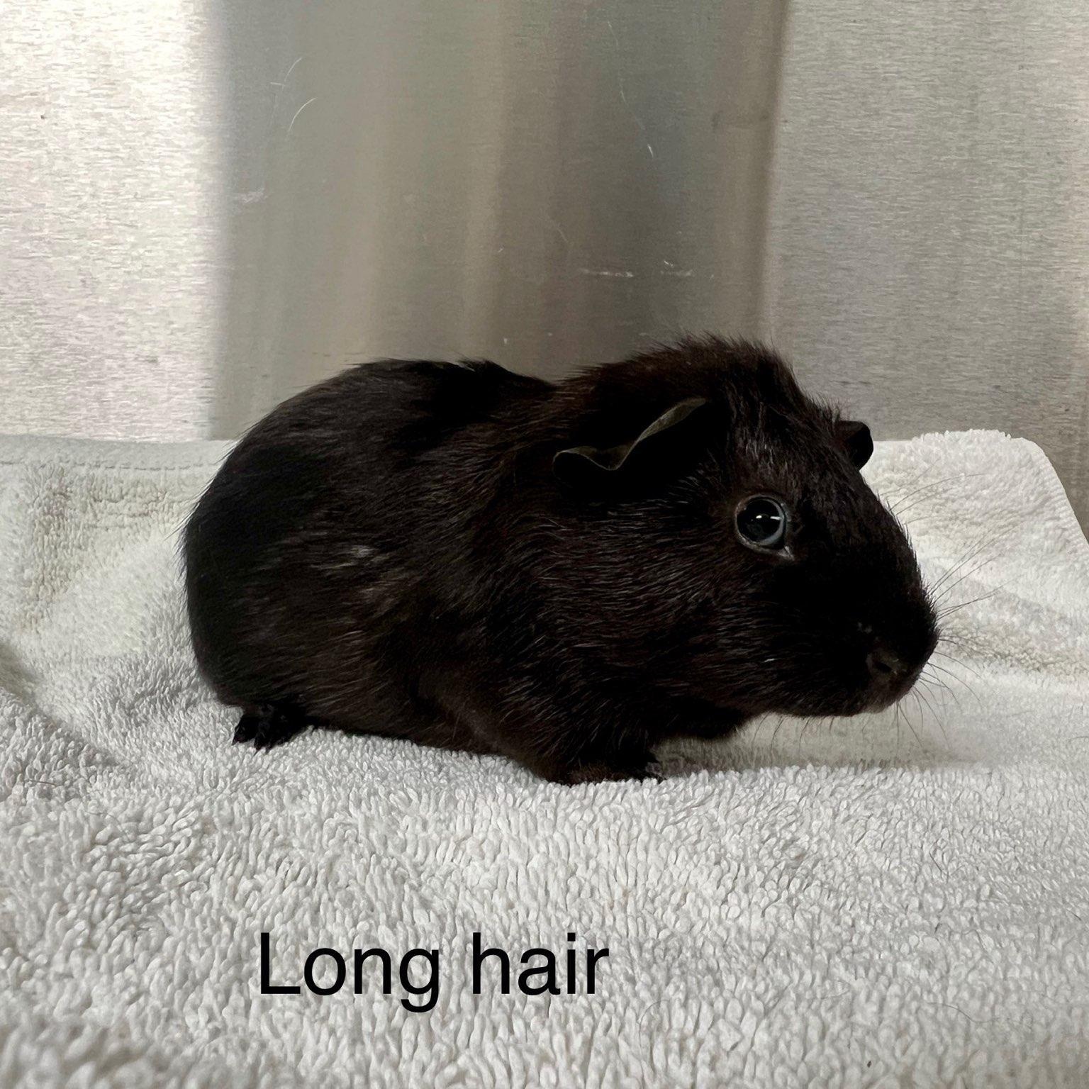Frodo, Young Male Guinea Pig
