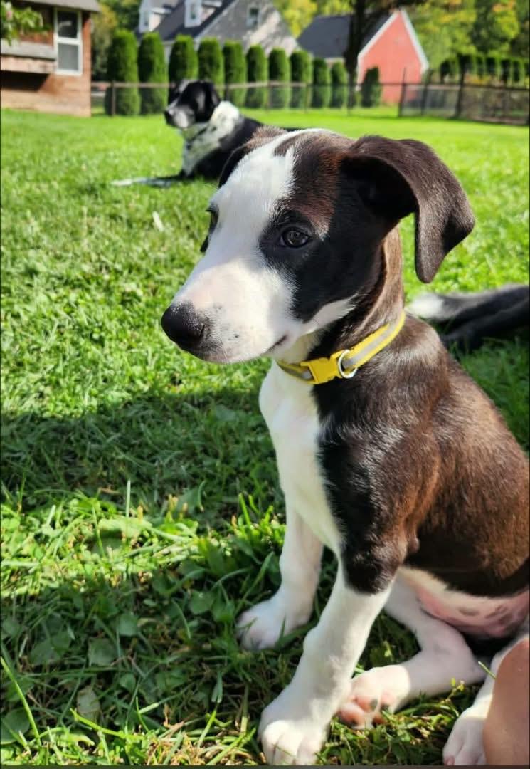 Enlarge Annika, a Adopted mixed breed in Southington, CT image 4/6