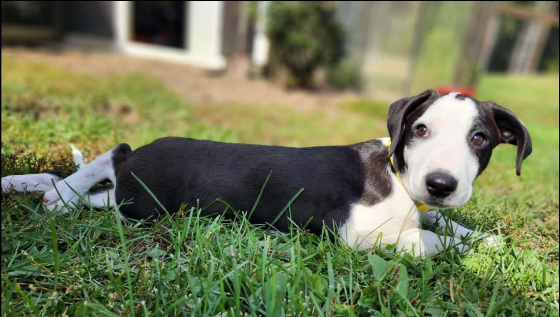 Enlarge Annika, a Adopted mixed breed in Southington, CT image 3/6