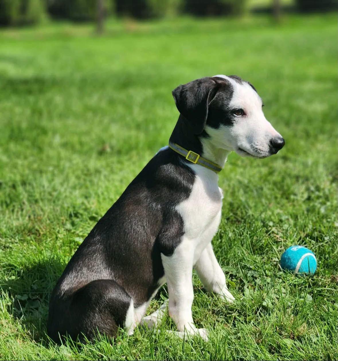 Enlarge Annika, a Adopted mixed breed in Southington, CT image 5/6