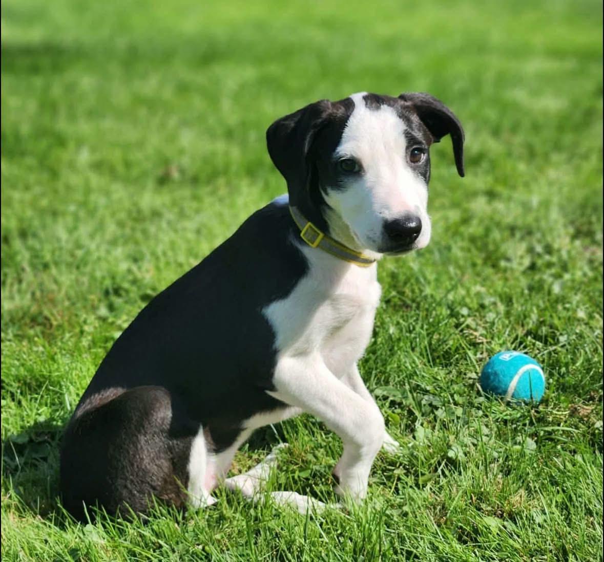 Enlarge Annika, a Adopted mixed breed in Southington, CT image 1/6