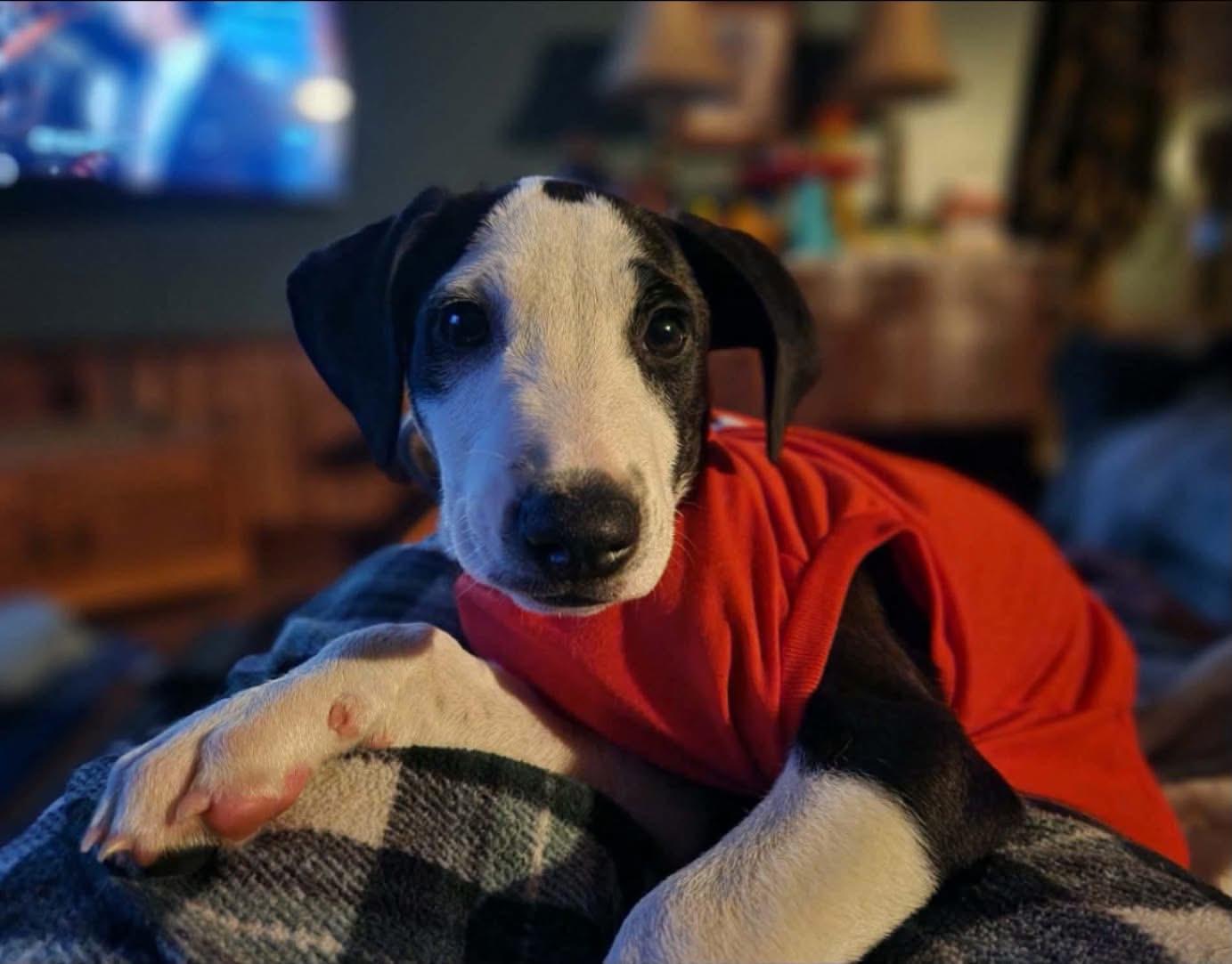 Enlarge Annika, a Adopted mixed breed in Southington, CT image 6/6