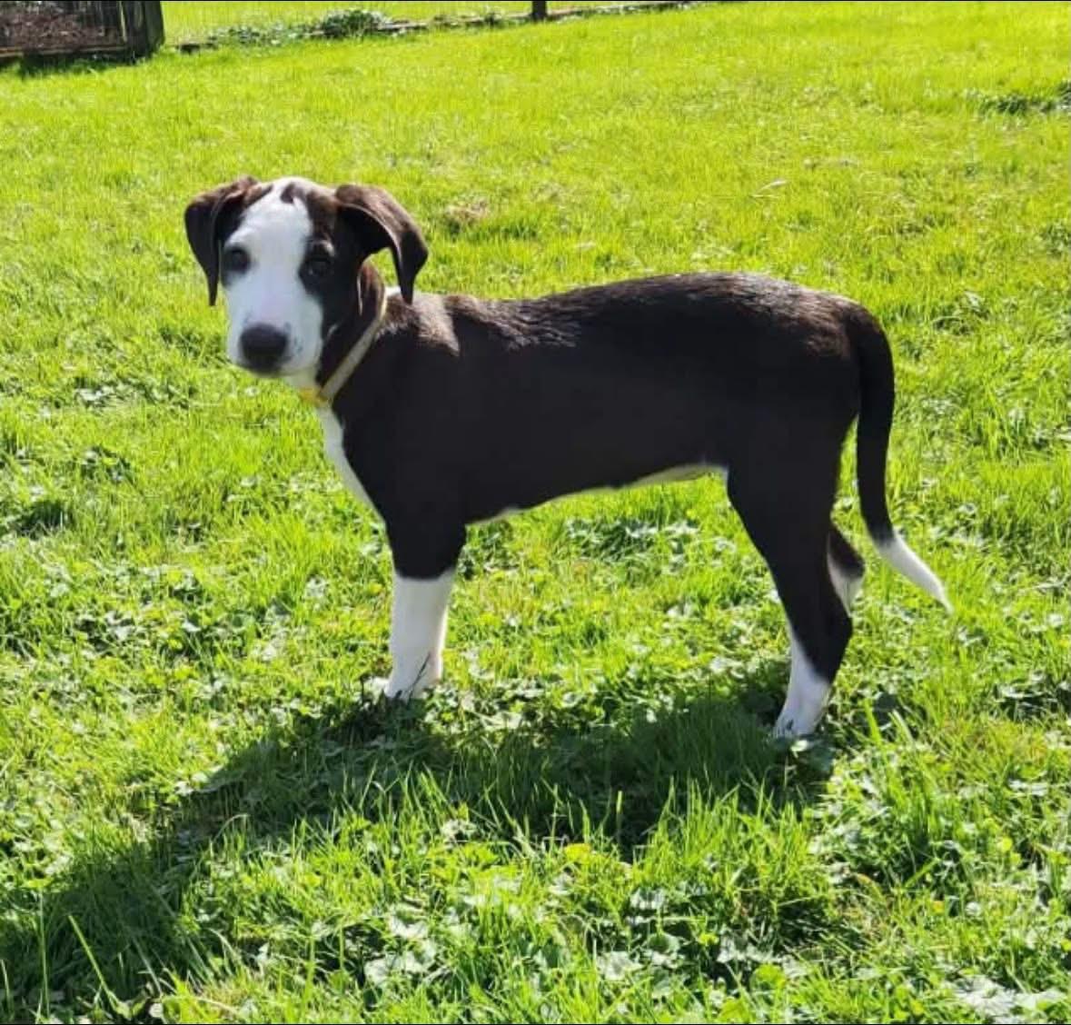 Enlarge Annika, a Adopted mixed breed in Southington, CT image 2/6