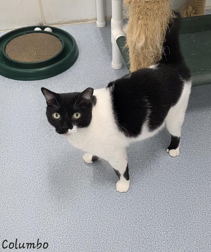 Enlarge Columbo, a Adoptable Domestic Short Hair in Key Largo, FL image 5/5