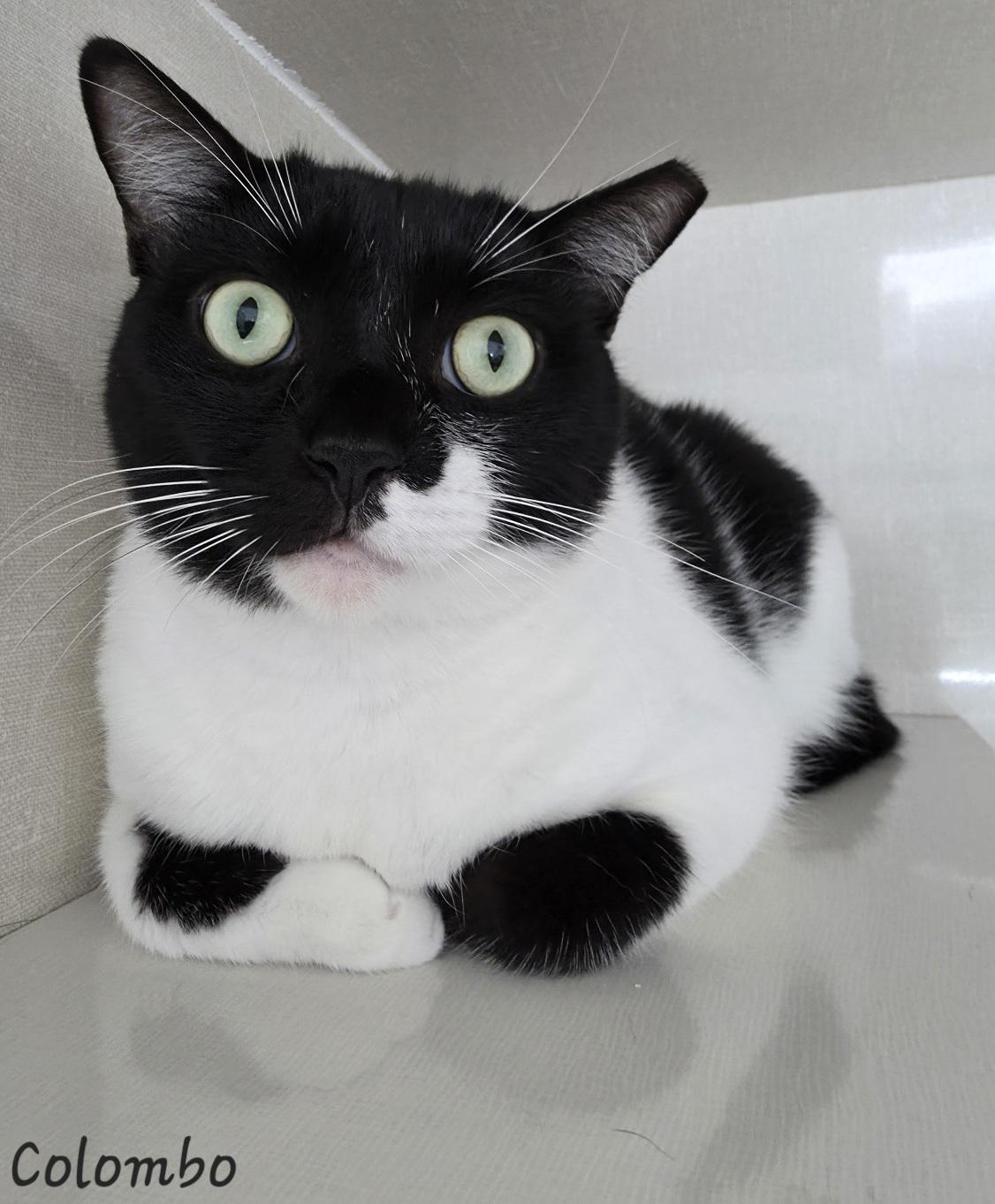 Enlarge Columbo, a Adoptable Domestic Short Hair in Key Largo, FL image 1/3