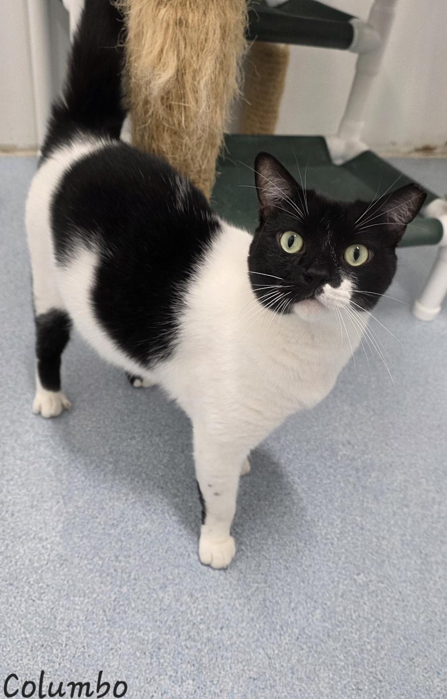 Enlarge Columbo, a Adoptable Domestic Short Hair in Key Largo, FL image 1/5