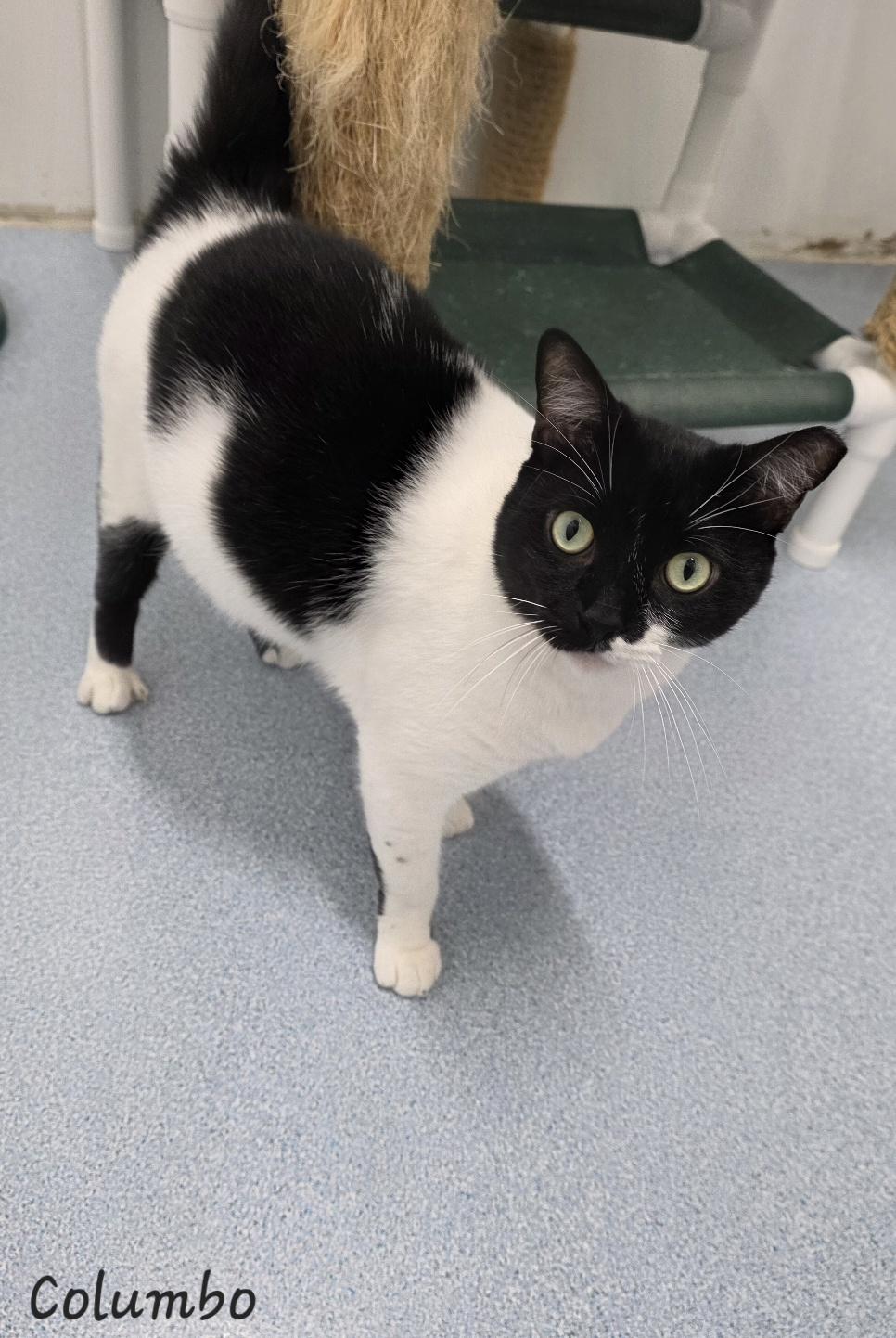 Enlarge Columbo, a Adoptable Domestic Short Hair in Key Largo, FL image 4/5