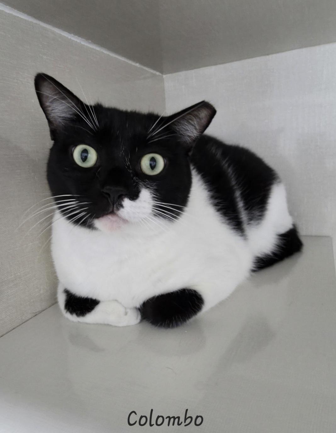 Enlarge Columbo, a Adoptable Domestic Short Hair in Key Largo, FL image 3/3