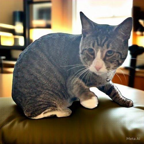 Enlarge Ziggy, a Adoptable Tabby in Pittstown, NJ image 4/4