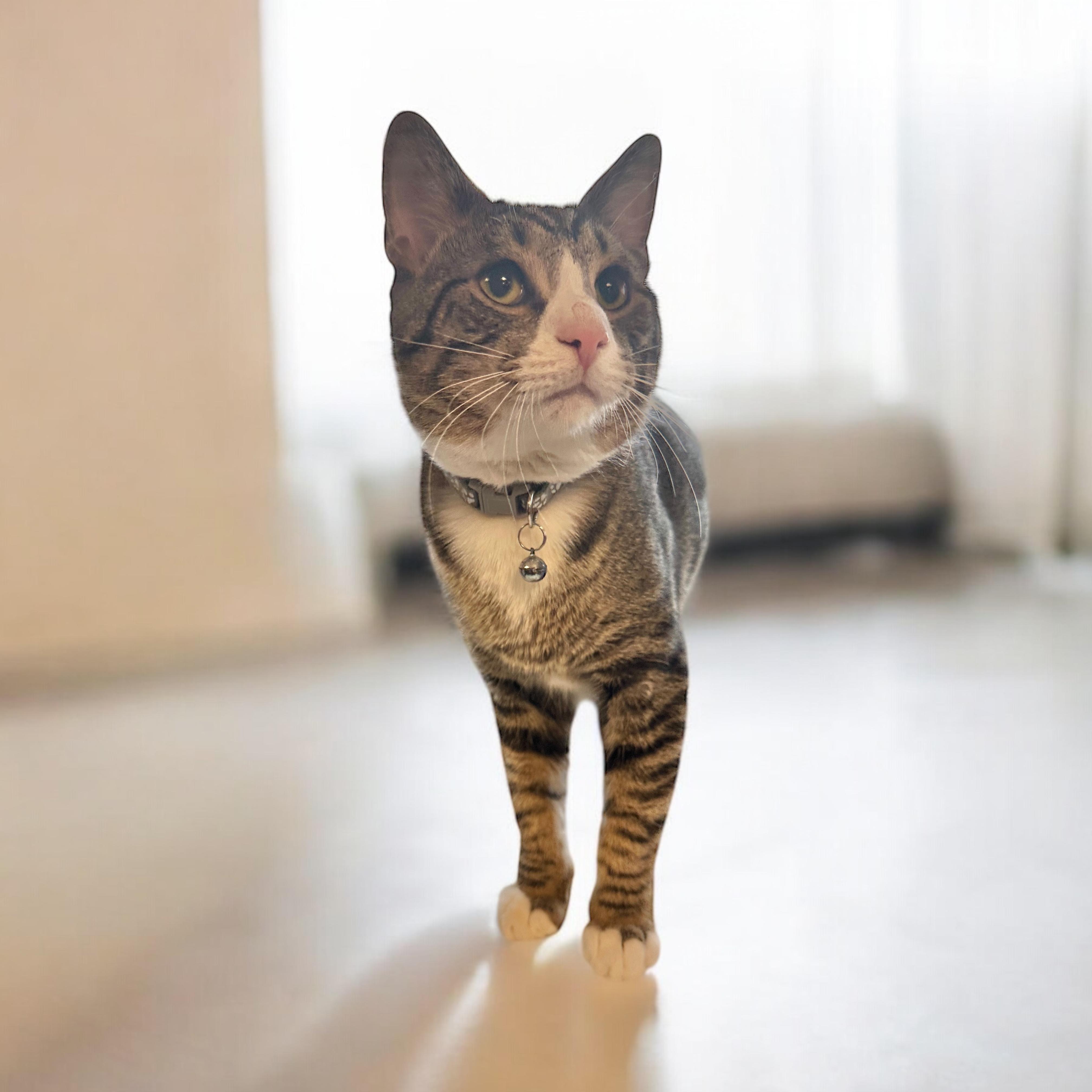 Ziggy, Young Male Tabby