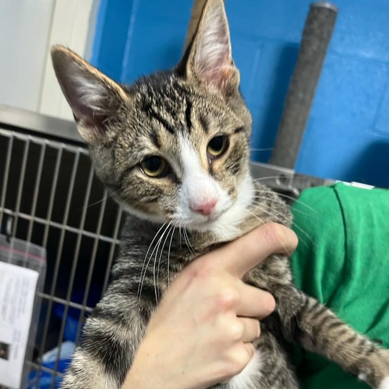 Enlarge Ziggy, a Adoptable Tabby in Pittstown, NJ image 2/4