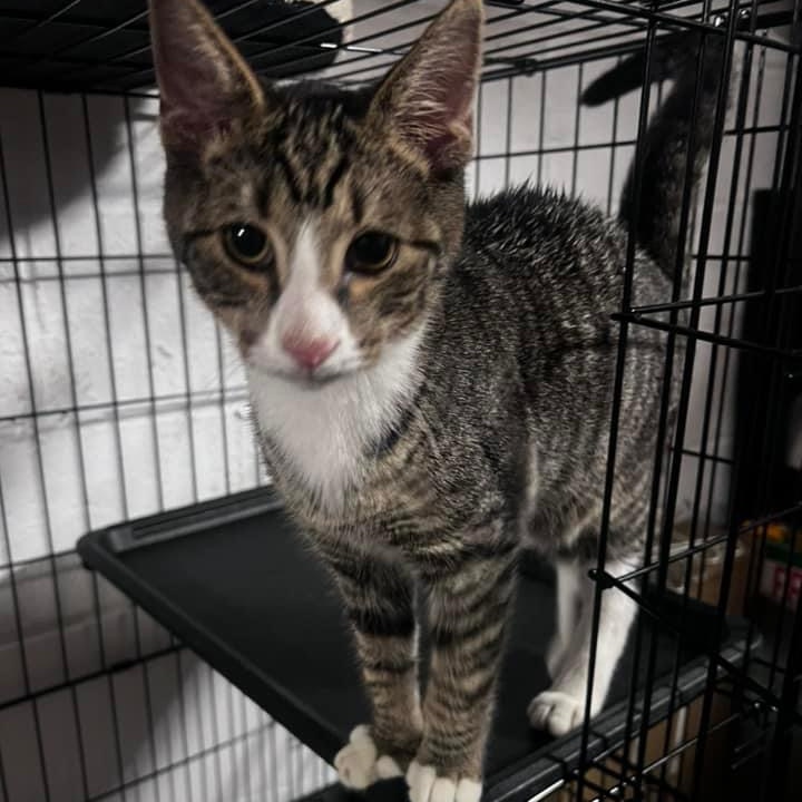 Enlarge Ziggy, a Adoptable Tabby in Pittstown, NJ image 3/4