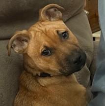 Montana, a ADOPTABLE mixed breed in Albany, NY image 3/6