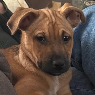 Enlarge Montana, a ADOPTABLE mixed breed in Albany, NY image 1/6