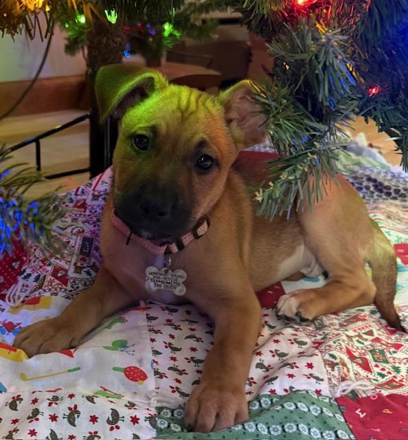 Montana, ADOPTABLE, Puppy Female Hound.