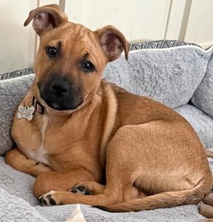 Montana, ADOPTABLE, Puppy Female Hound & Shepherd.