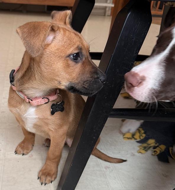 Enlarge Montana, a ADOPTABLE mixed breed image 3/6