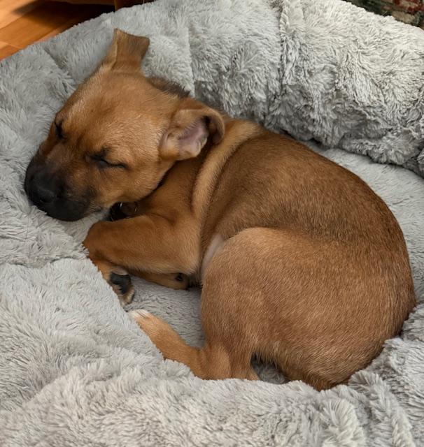 Enlarge Montana, a ADOPTABLE mixed breed image 4/6