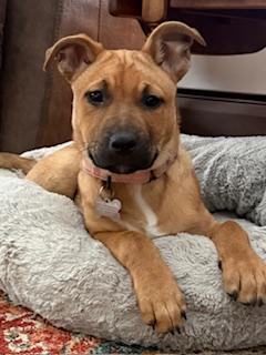 Montana, a ADOPTABLE mixed breed in Albany, NY image 2/6