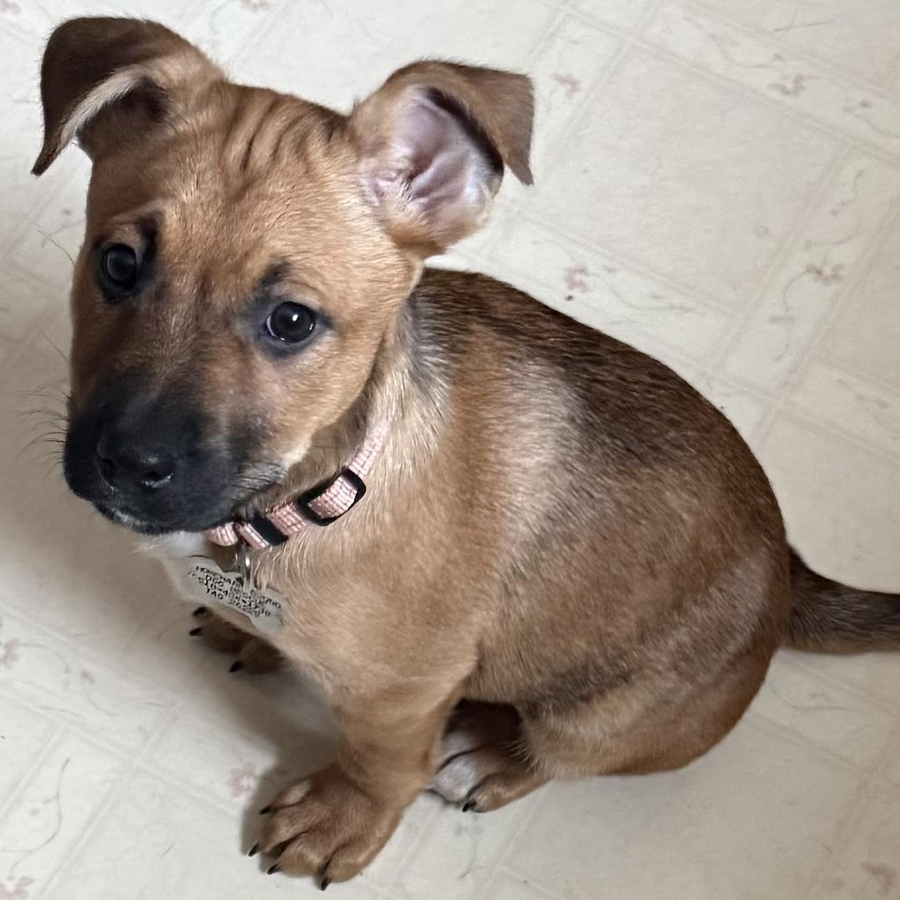 Enlarge Montana, a ADOPTABLE mixed breed image 6/6