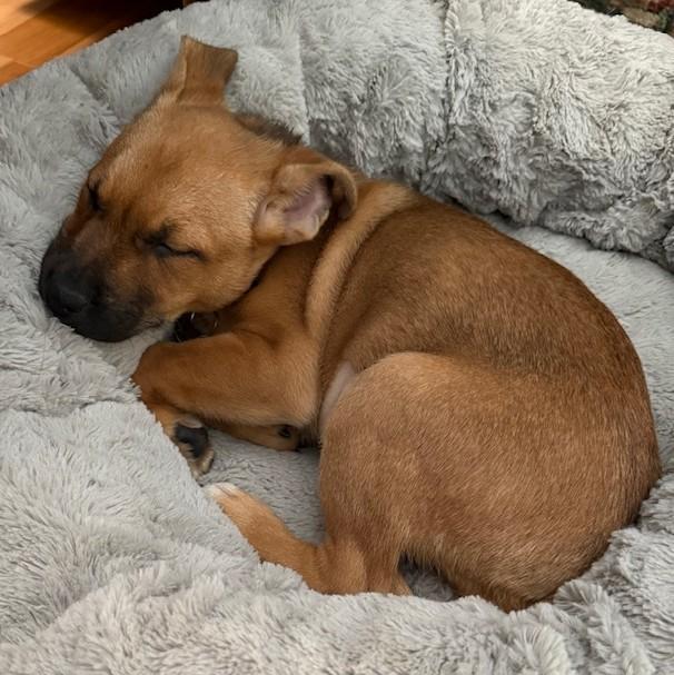 Enlarge Montana, a ADOPTABLE mixed breed in Albany, NY image 3/6