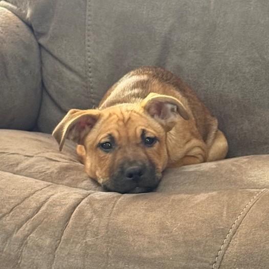 Enlarge Montana, a ADOPTABLE mixed breed in Albany, NY image 6/6