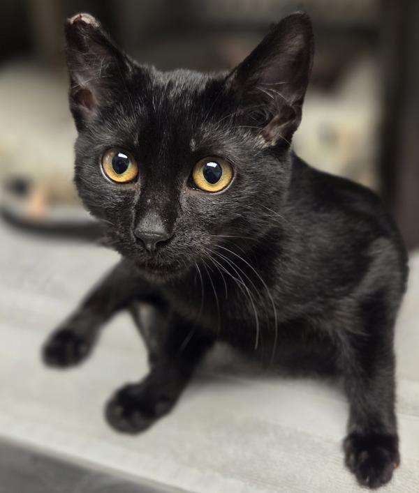 Enlarge Inkwell, a Adoptable mixed breed in Oakland, CA image 1/2