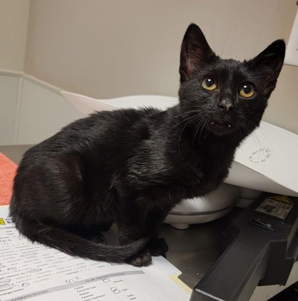 Enlarge Inkwell, a Adoptable mixed breed in Oakland, CA image 2/2