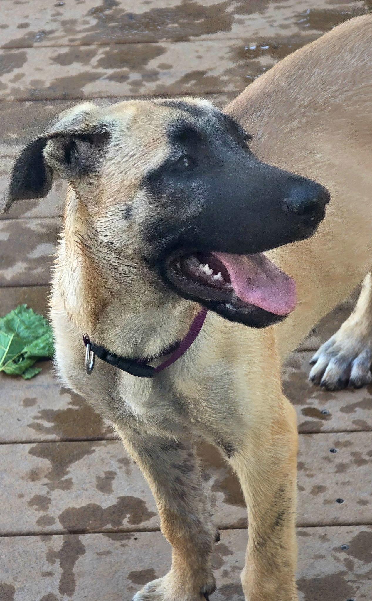 Enlarge Betsy, a Adoptable mixed breed in Elk Grove, CA image 1/3