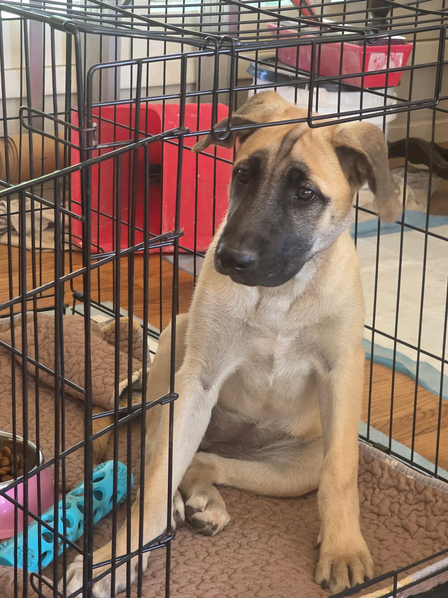 Enlarge Betsy, a Adoptable mixed breed in Elk Grove, CA image 2/3