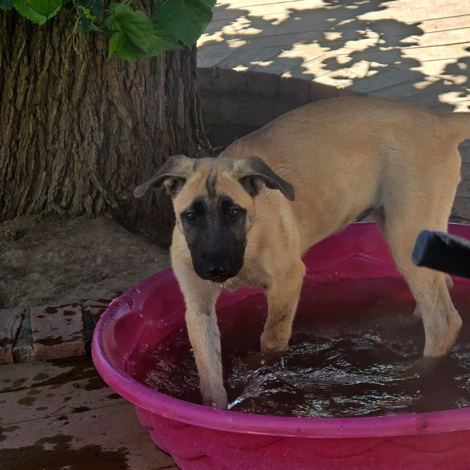 Enlarge Betsy, a Adoptable mixed breed in Elk Grove, CA image 3/3