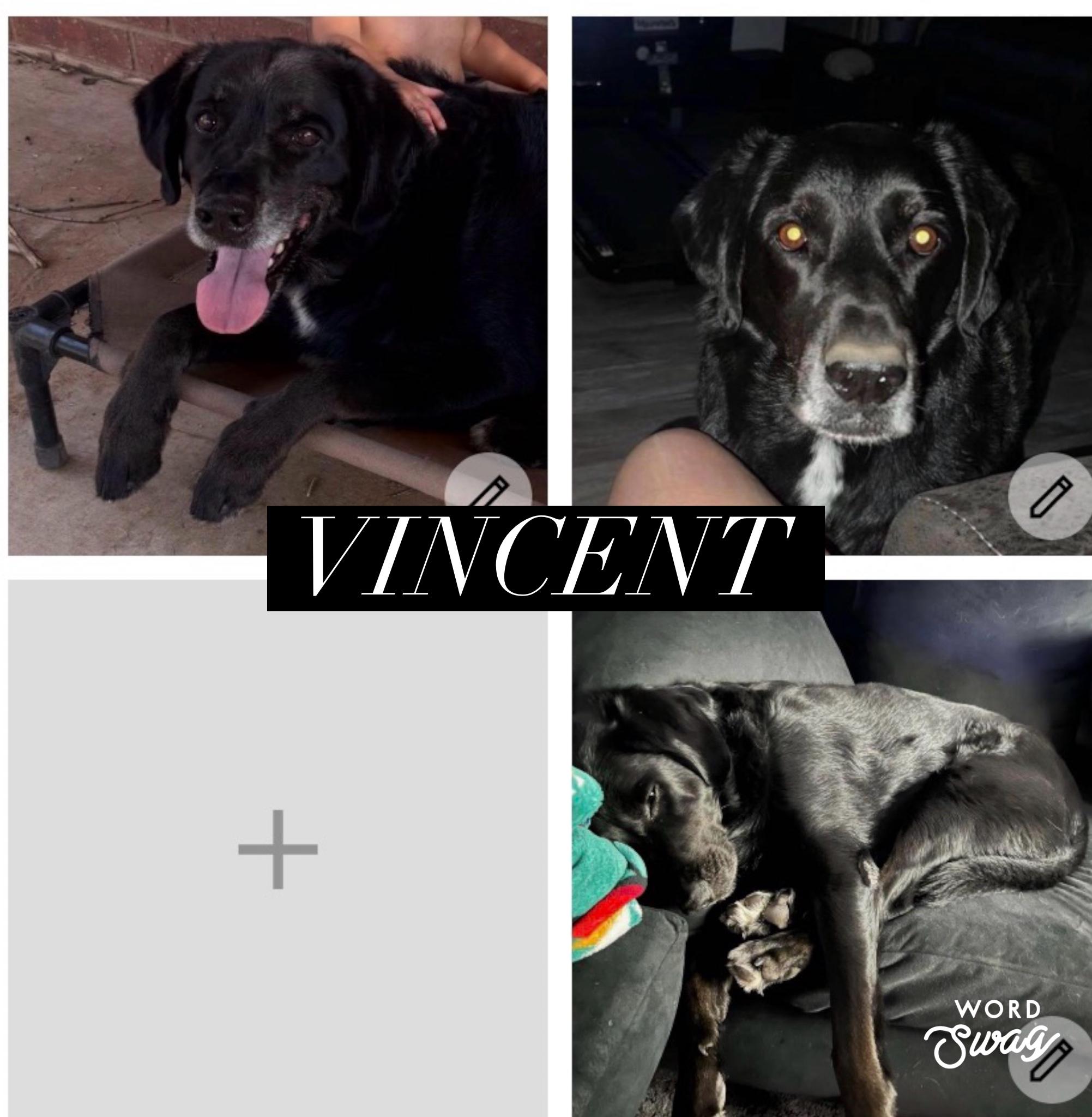 Vincent, adopted, Adult Male English Springer Spaniel.