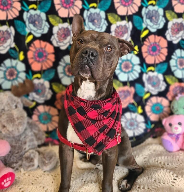 Gilligan, Adoptable, Adult Male Pit Bull Terrier.