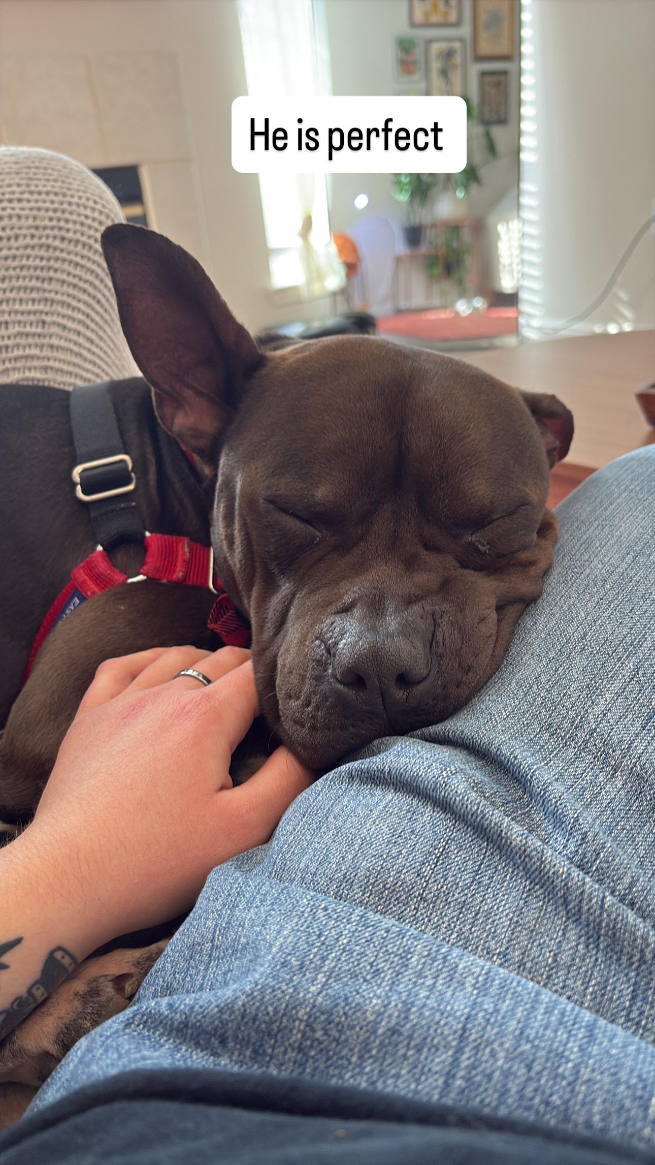 Gilligan, a Adoptable Pit Bull Terrier in Fruit Heights, UT image 1/6