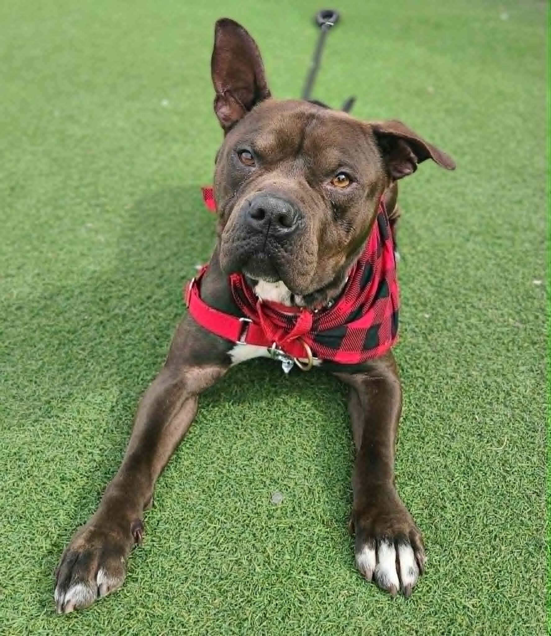 Gilligan — thumbnail 2